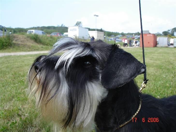 Dvaergschnauzer Maya billede 2