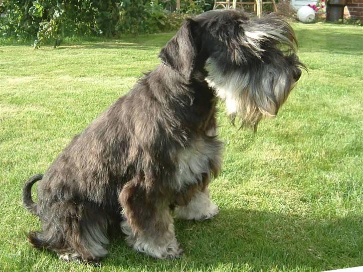Dvaergschnauzer Maya - Maya som 6 mnd hvalp. hun er lige blevet trimmet billede 3