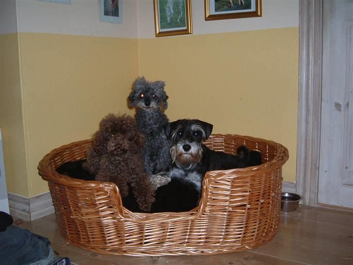 Dvaergschnauzer Maya - Maya, Tia og Debbie billede 4
