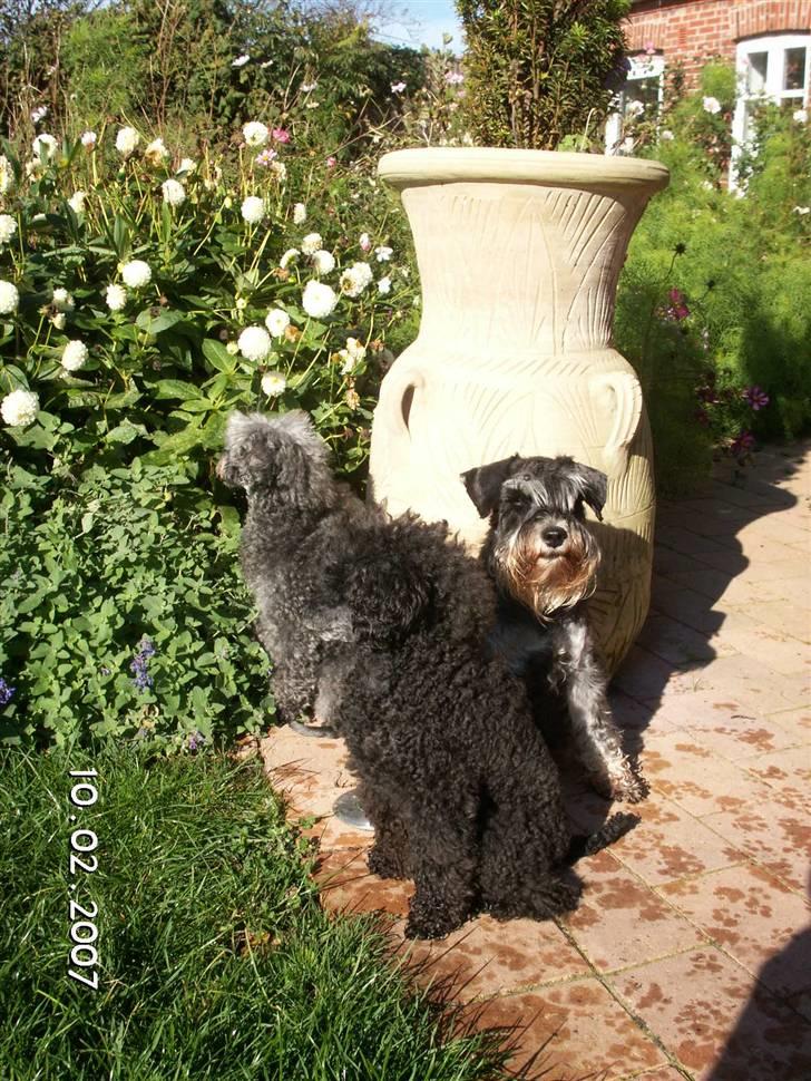 Dvaergschnauzer Maya - Maya, Debbie og Salza soler sig  billede 5