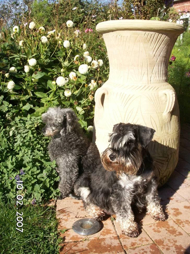 Dvaergschnauzer Maya - Maya, Debbie og Salza soler sig  billede 6