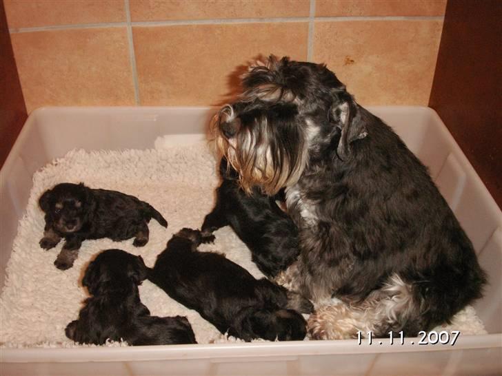 Dvaergschnauzer Maya - Maya og sine 5 fine små. billede 7