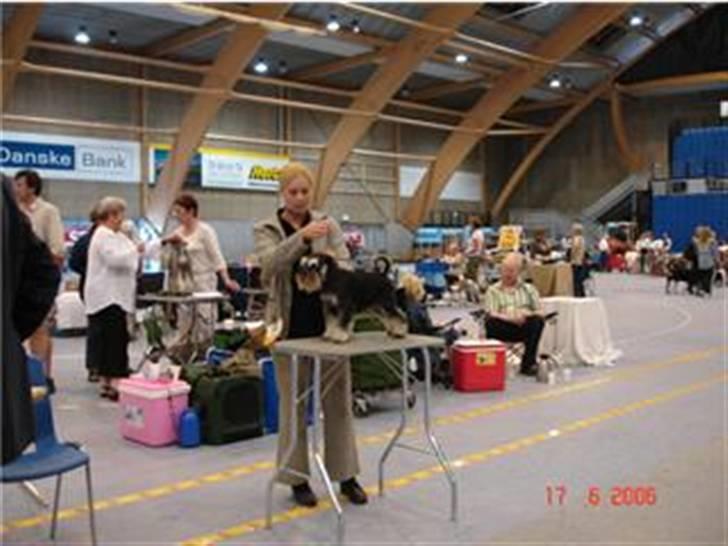 Dvaergschnauzer Maya - Maya på udstilling. billede 8