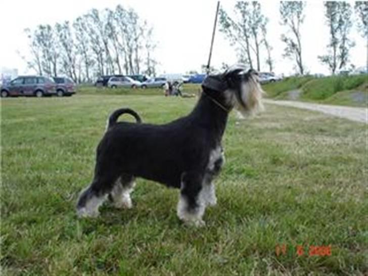 Dvaergschnauzer Maya - Maya efter udstillingen. billede 9