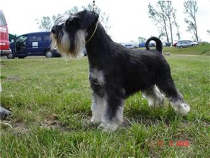 Dvaergschnauzer Maya billede 10