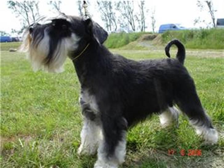 Dvaergschnauzer Maya billede 11