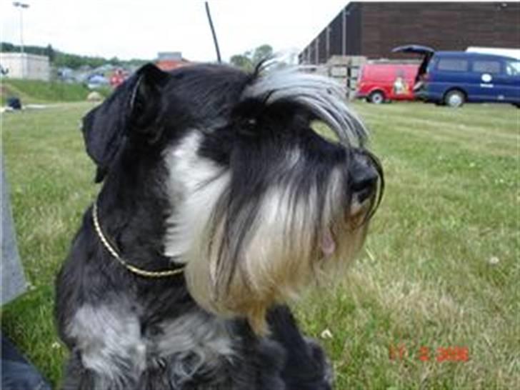 Dvaergschnauzer Maya billede 12
