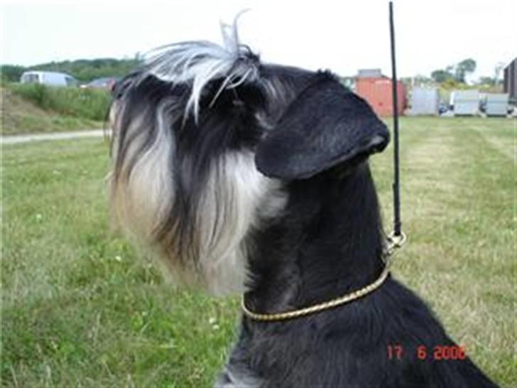 Dvaergschnauzer Maya billede 13