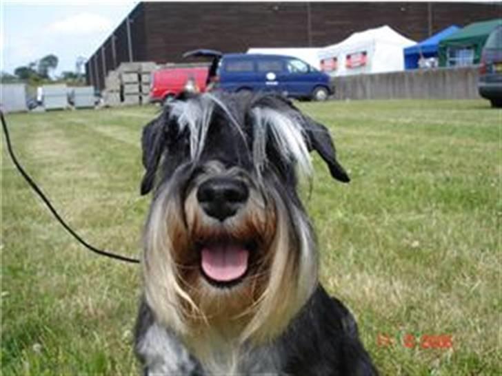 Dvaergschnauzer Maya billede 14