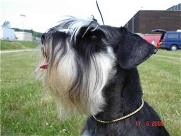 Dvaergschnauzer Maya billede 15