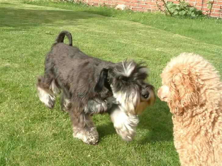 Dvaergschnauzer Maya - Maya og Lasalle. Maya var 6 mndr her. billede 16