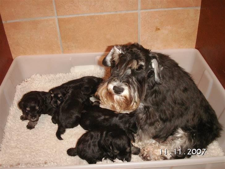 Dvaergschnauzer Maya - Maya og de små. billede 17