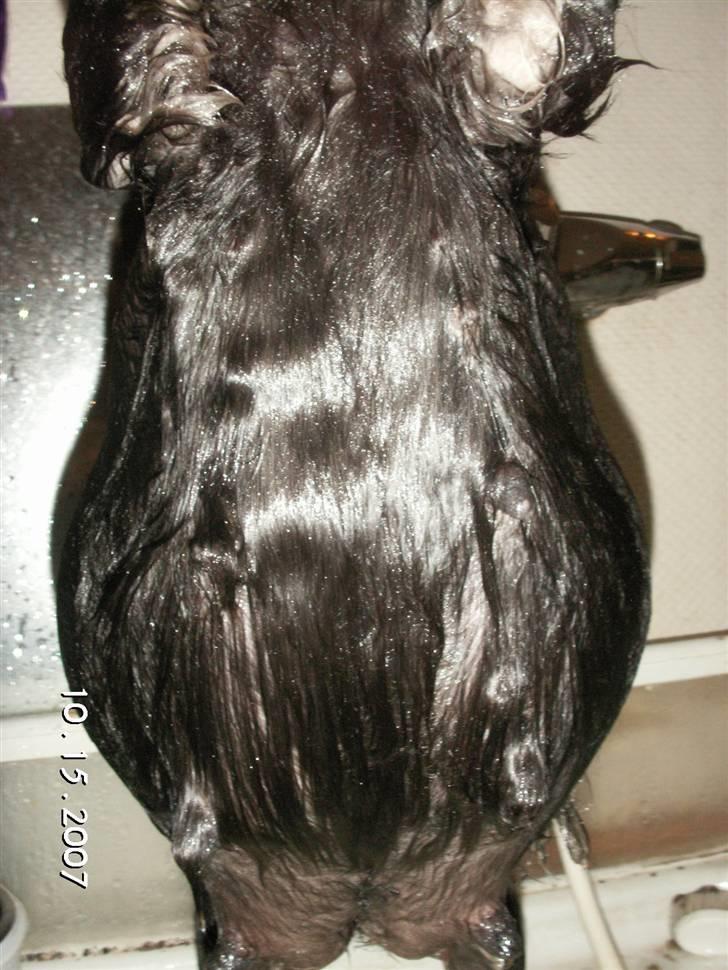 Dvaergschnauzer Maya - Maya 2 dage inden hun fødte. billede 18