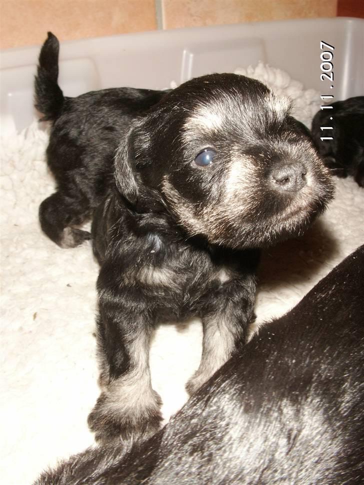 Dvaergschnauzer Maya - Hvalpen Freja billede 19