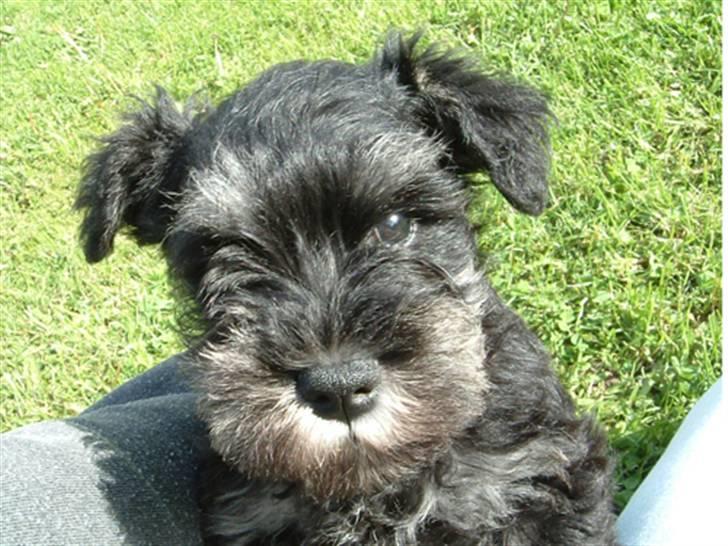 Dvaergschnauzer Maya - Hvalp fra maya sit første kuld. billede 20