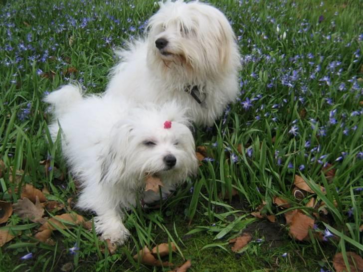 Coton de tulear Tica billede 3