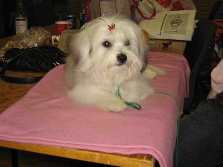 Coton de tulear Tica billede 4