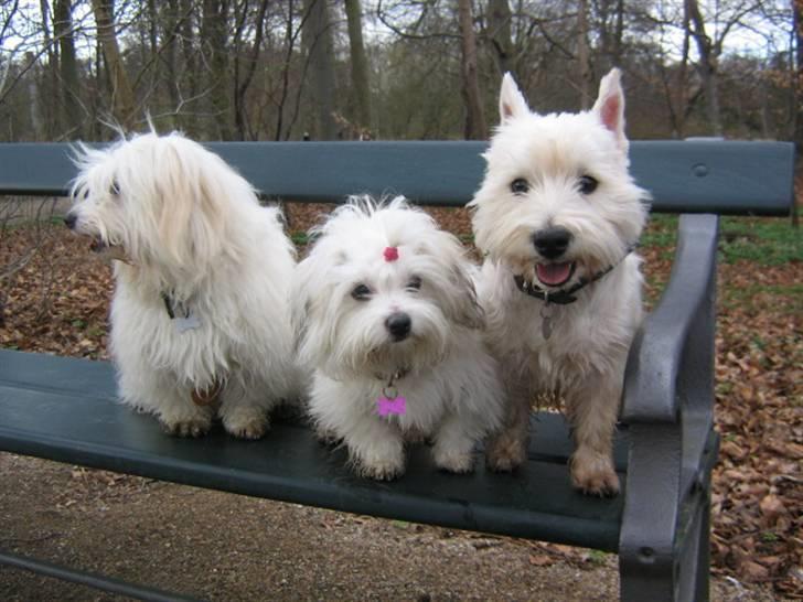 Coton de tulear Tica billede 5