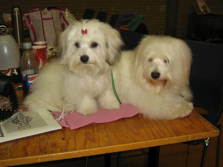 Coton de tulear Tica billede 6