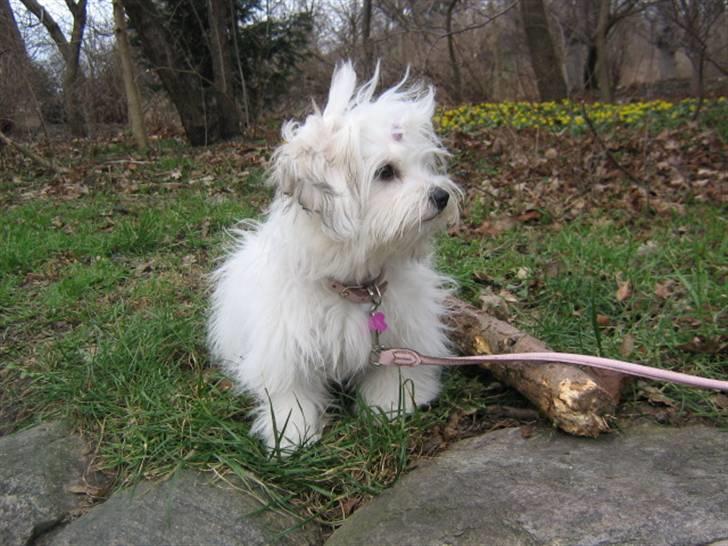 Coton de tulear Tica billede 7