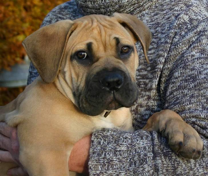 Boerboel Thor Olympia - Er jeg ikke dejlig billede 10