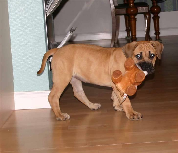 Boerboel Thor Olympia - Bamse er bare så sjov at lege med billede 11