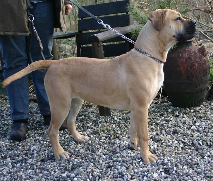 Boerboel Thor Olympia - Her er jeg 10 mdr gammel. billede 12