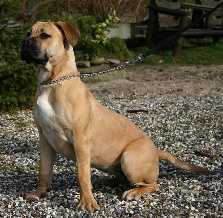 Boerboel Thor Olympia - Her er jeg 10 mdr gammel billede 13