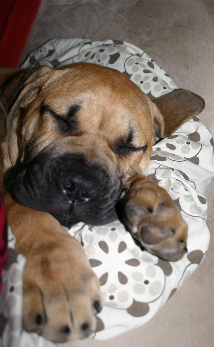 Boerboel Thor Olympia - ZZZZ det kan da ikke passe at jeg snorker? billede 14