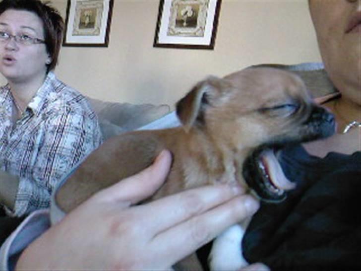 Blanding af racer Vaps R.I.P billede 8