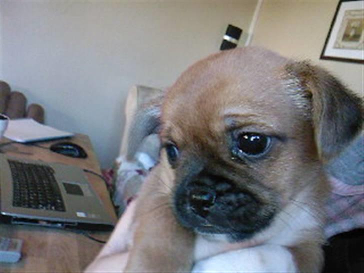 Blanding af racer Vaps R.I.P billede 9