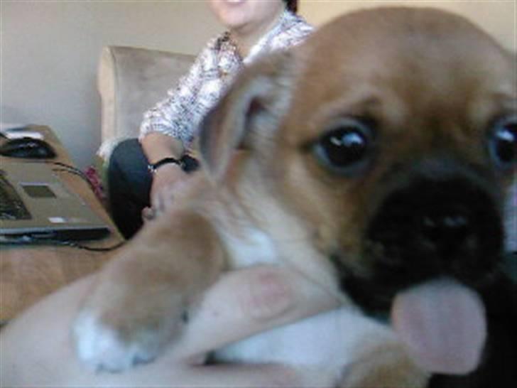 Blanding af racer Vaps R.I.P billede 10