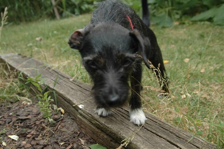 Blanding af racer hysse - se der ovre billede 5