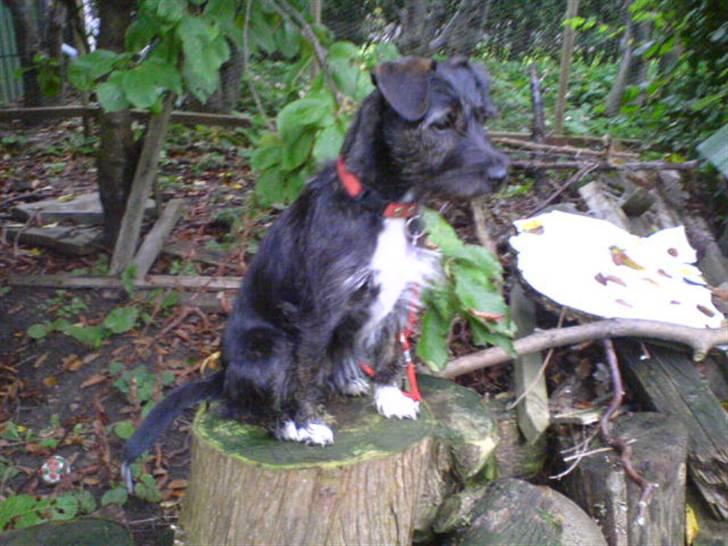 Blanding af racer hysse - er jeg ikk smuk billede 6