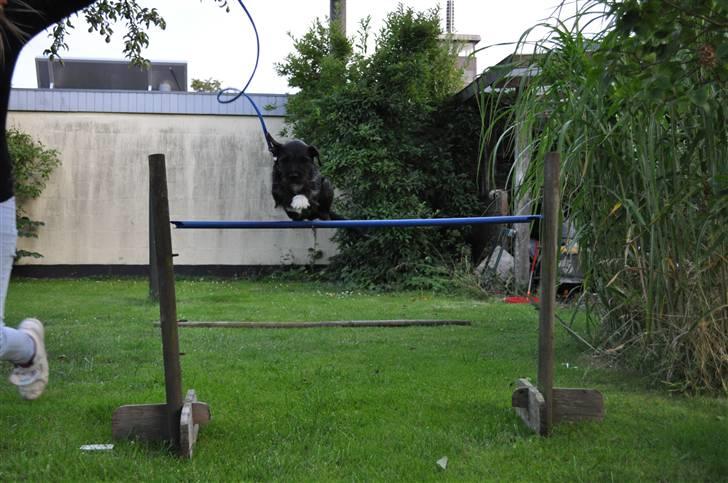 Blanding af racer hysse - hehe billede 7