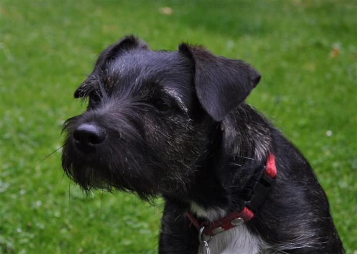 Blanding af racer hysse - heh billede 8