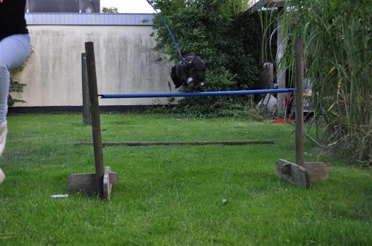 Blanding af racer hysse - nu får jeg ikk sol i øjnene billede 9