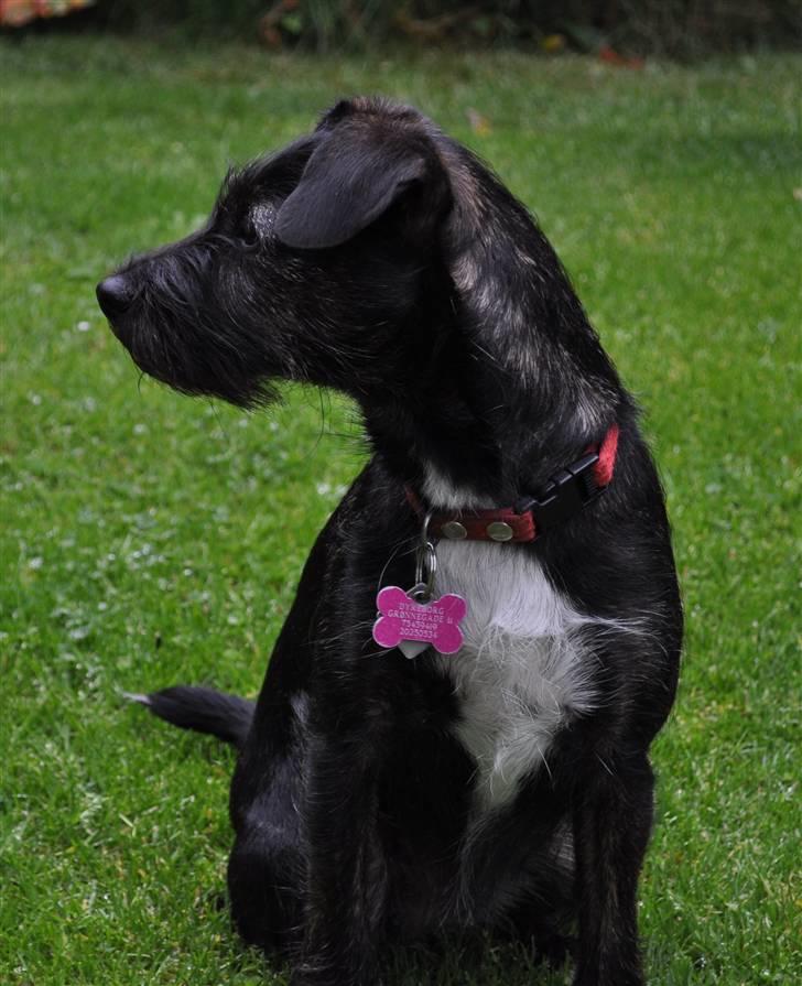 Blanding af racer hysse - smuke billede 10