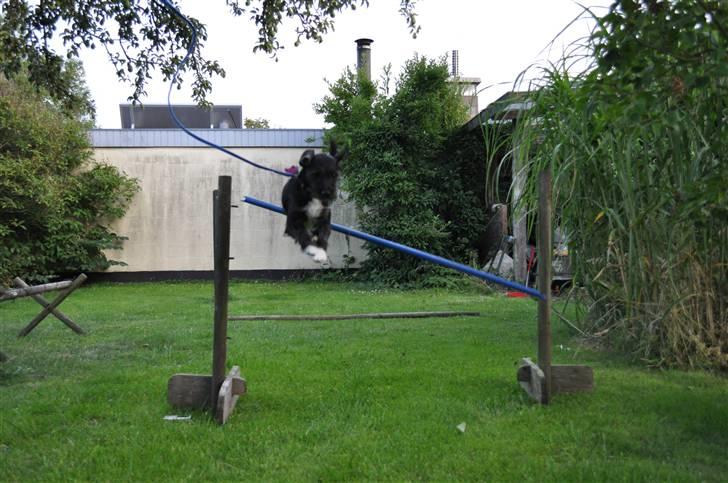 Blanding af racer hysse - haa haa billede 11