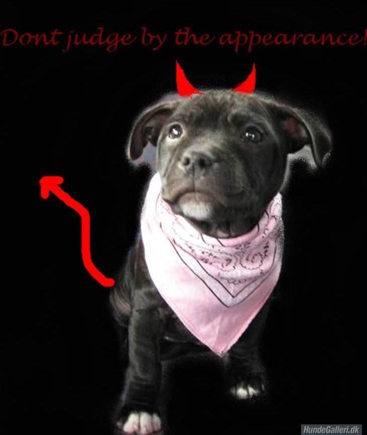 Staffordshire bull terrier Coco - **Coco** billede 1