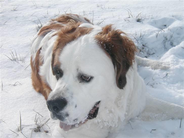 Sankt bernhardshund Andrea - Jeg elsker sne!! billede 2