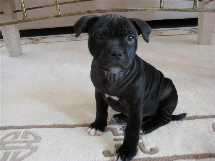 Staffordshire bull terrier Coco billede 2