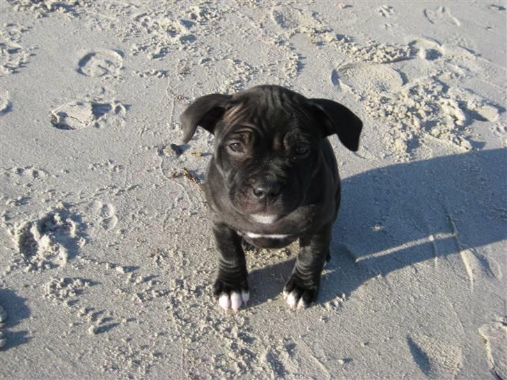 Staffordshire bull terrier Coco - Er en tur på stranden... billede 3