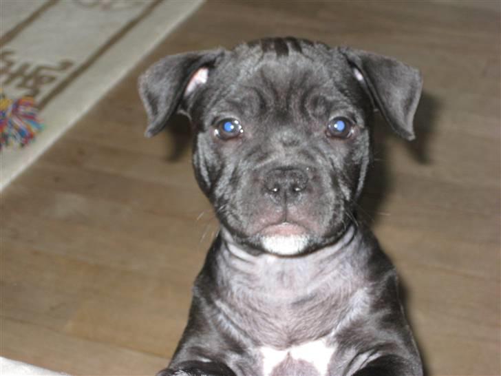 Staffordshire bull terrier Coco - Tit tit... billede 4