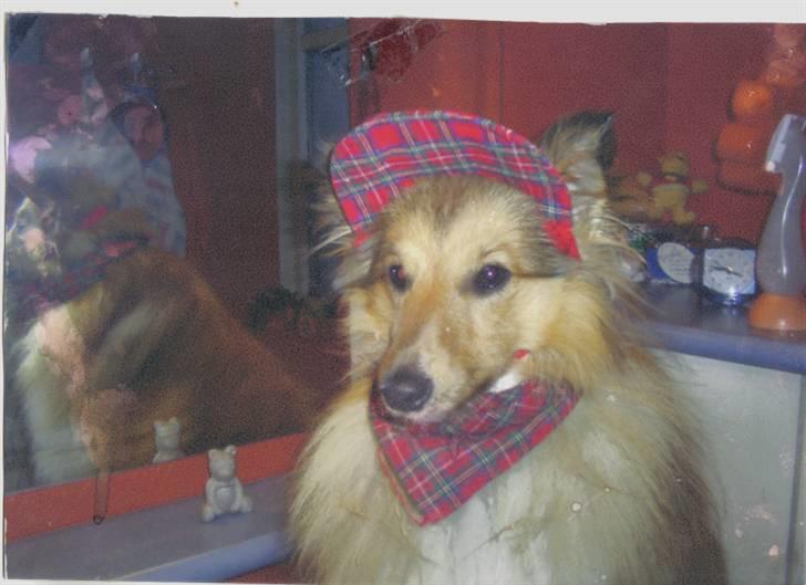 Shetland sheepdog Cinnamon - så er det igen jul billede 1