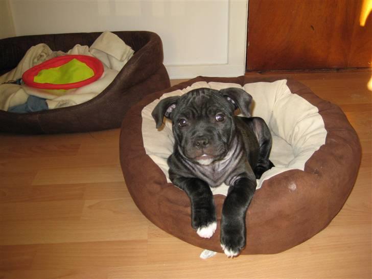 Staffordshire bull terrier Coco - Jeg elsker bare min kurv selvom den er ved at være for lille... billede 5