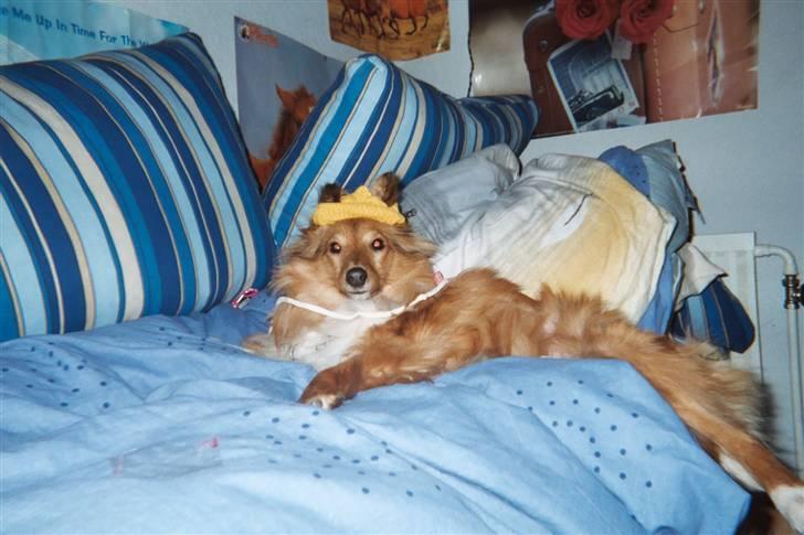 Shetland sheepdog Cinnamon - lidt afslapning i Signes sofa billede 2