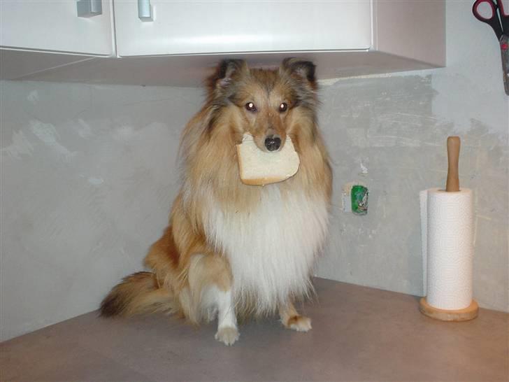 Shetland sheepdog Cinnamon - hvor kan jeg gemme mig billede 3