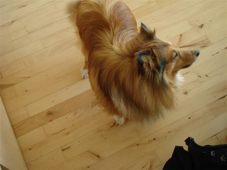 Shetland sheepdog Cinnamon - hvad var det billede 4