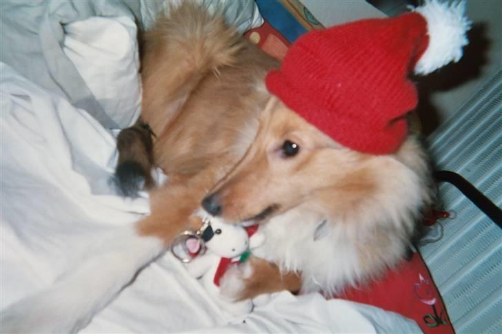 Shetland sheepdog Cinnamon - jeg bliver ikke kønnere igen har Signe og Ann-Katrine og Cinnamon hygger sig billede 5